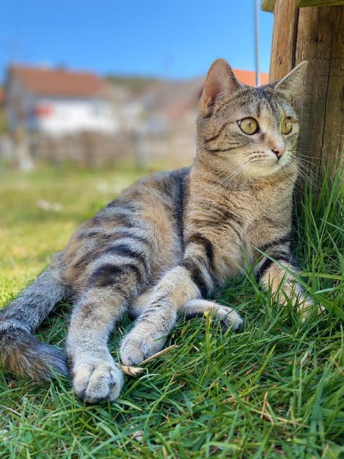 Naturspiel Posing Luaran gambar
